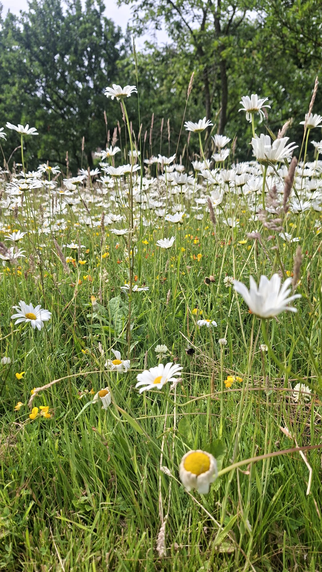 Wildflower meadow with ox-eye daisies and buttercups
