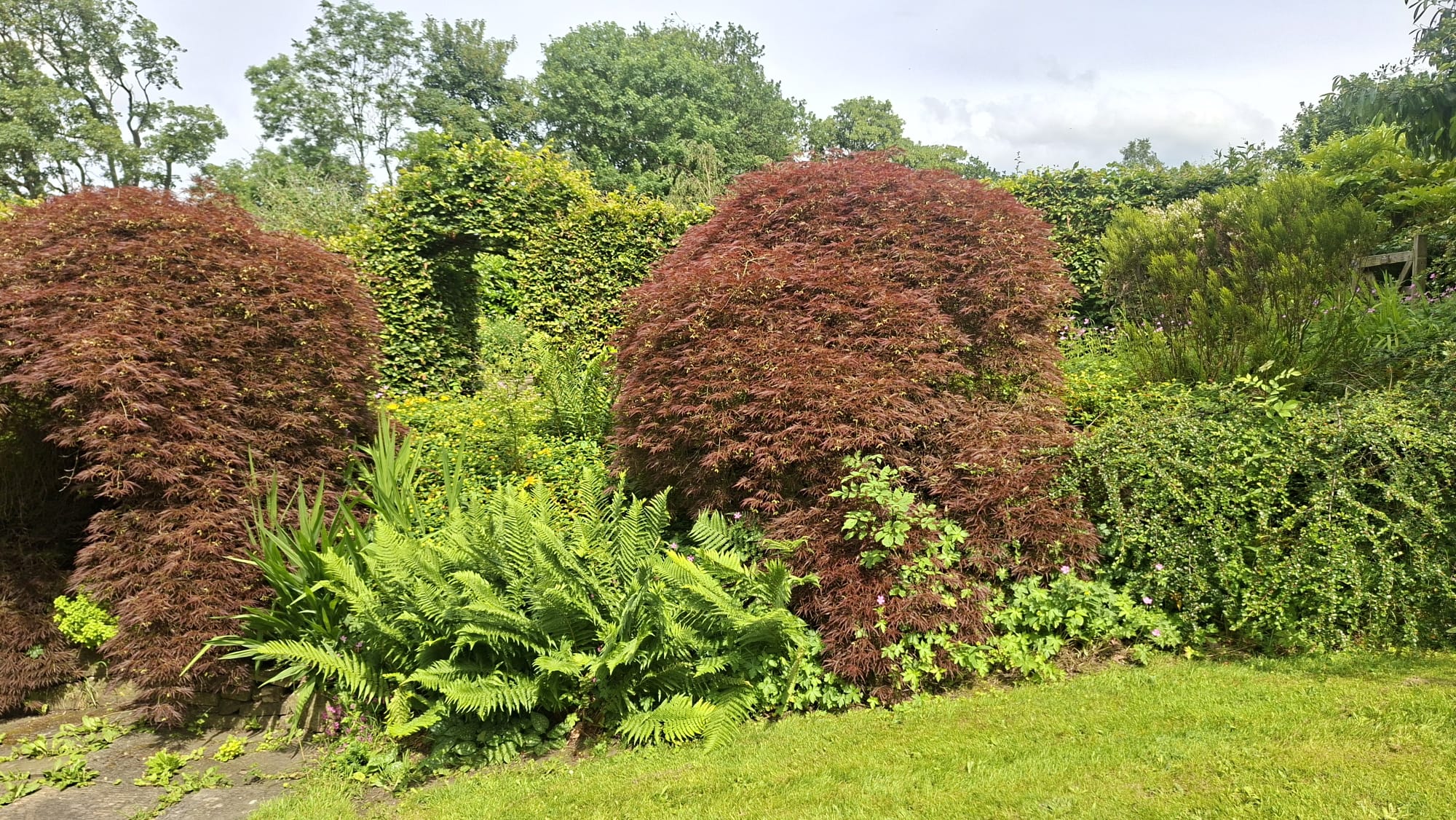 Deep red acers and ferns in the garden border beside the lawn