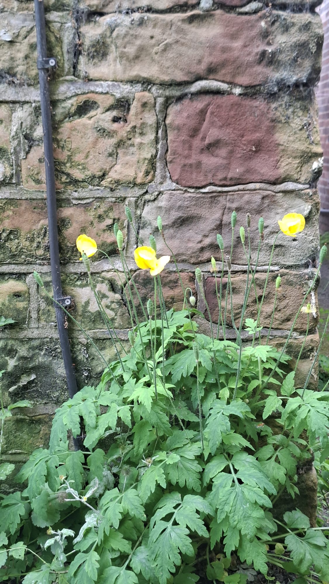 Yellow Welsh poppies growing against the old stone wall