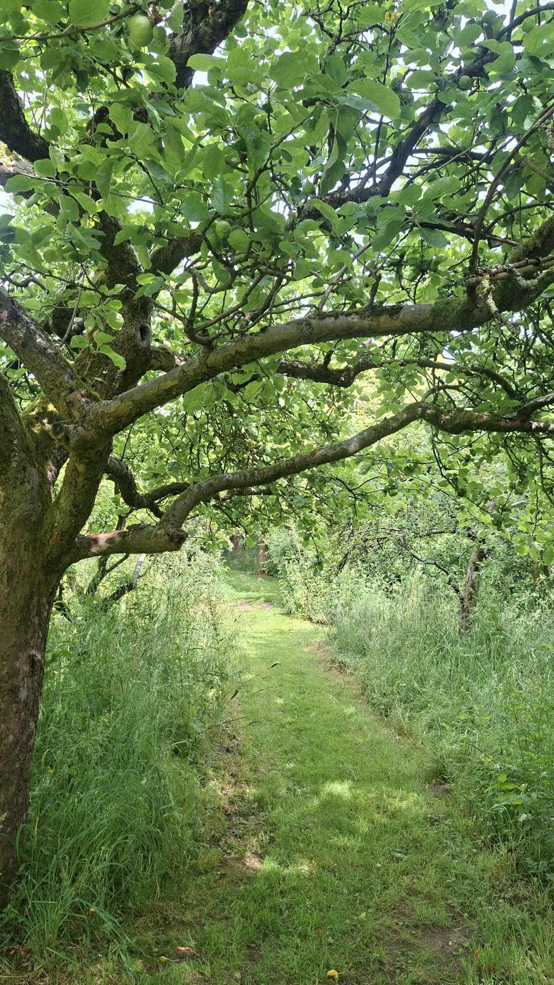 Grassy path winding beneath the old apple trees in the orchard